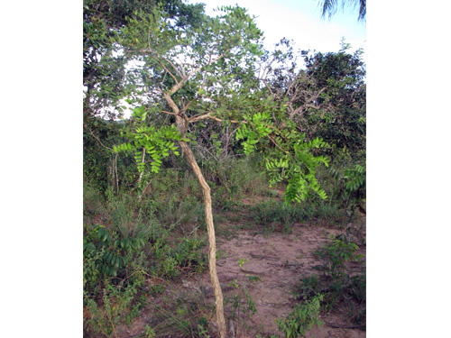 Enterolobium gummiferum
